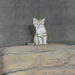 Sand Cat at the Greensboro Science Center