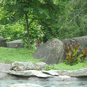 Sumatran Tiger at the Greensboro Science Center