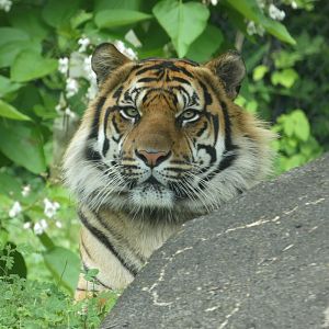 Sumatran Tiger at the Greensboro Science Center