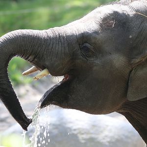 Asian elephant