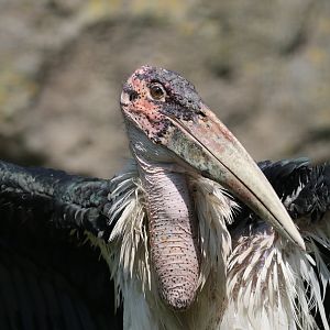 Marabou stork