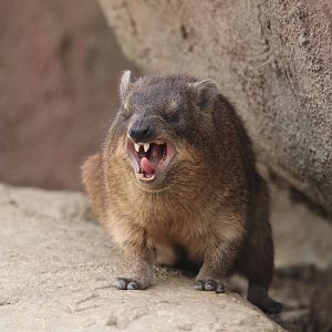 Hyrax
