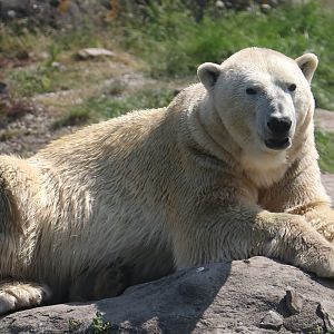 Polar bear