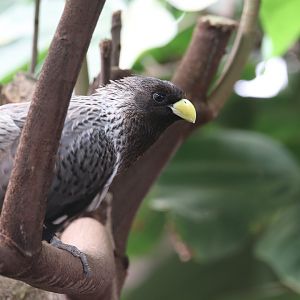 Western plantain-eater
