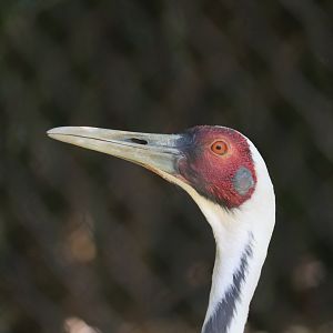 Asian Trek - White-Naped Crane