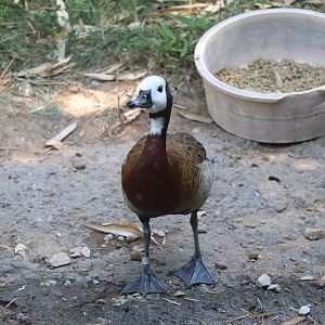 Asian Trek - White-Faced Whistling Duck