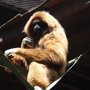Asian Trek - White-Handed Gibbon
