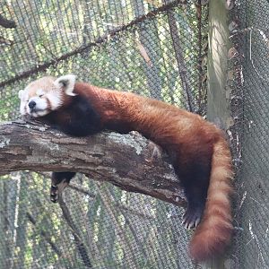 Asian Trek - Red Panda