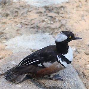 Children's Zoo - Hooded Merganser