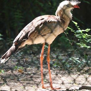 Zoo Knoxville - Red-Legged Seriema