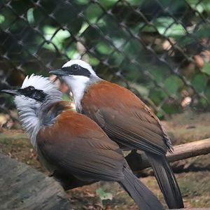 Zoo Knoxville - White-Crested Laughingthrush