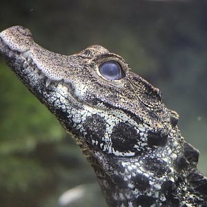 ARC - West African Dwarf Crocodile