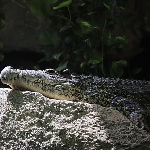 ARC - Cuban Crocodile