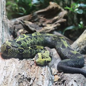 ARC - Ethiopian Mountain Viper