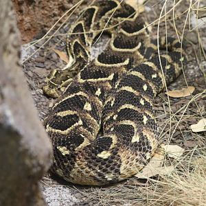 ARC - Puff Adder