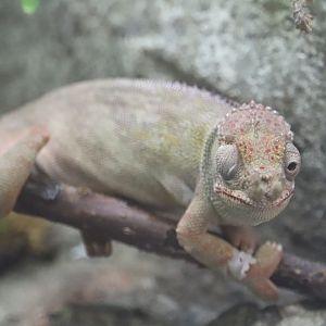 ARC - Minor's Chameleon