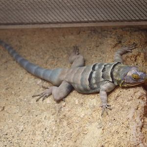 ARC - Baja Blue Rock Lizard