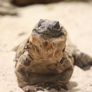 ARC - San Esteban Chuckwalla