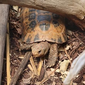 ARC - Forsten’s Tortoise