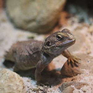 ARC - Shield-Tailed Agama