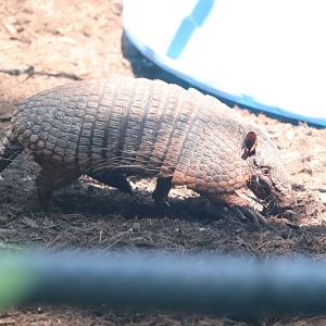 Zoo Knoxville - Six-Banded Armadillo