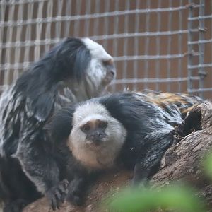 Zoo Knoxville - Geoffroy's Marmoset