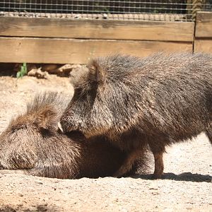 Zoo Knoxville - Chacoan Peccary
