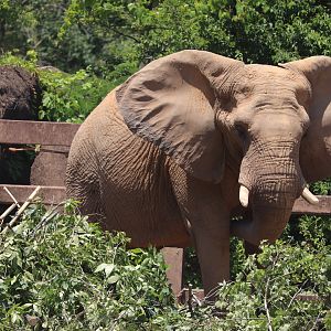Grasslands Africa - African Elephant