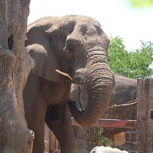 Grasslands Africa - African Elephant