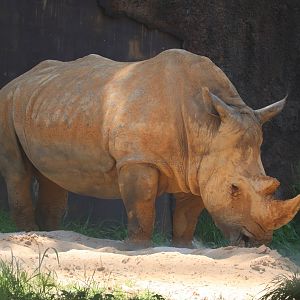 Grasslands Africa - Southern White Rhinoceros