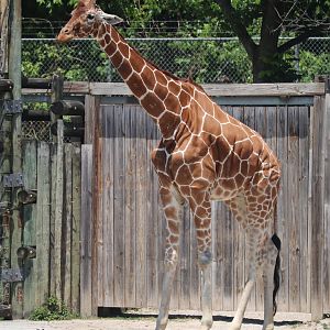 Grasslands Africa - Giraffe