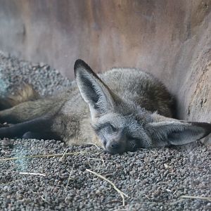 Grasslands Africa - Bat-Eared Fox