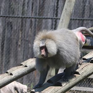 Valley of the Kings - Hamadryas Baboon