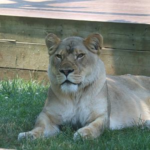 Valley of the Kings - African Lion