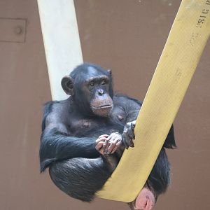 Chimp Ridge - Chimpanzee