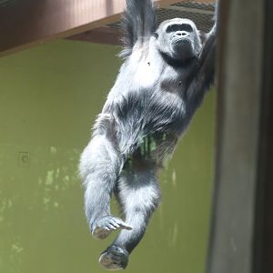 Gorilla Valley - Western Lowland Gorilla