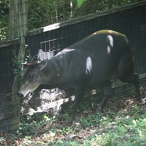 African Forest Loop - Yellow-Backed Duiker