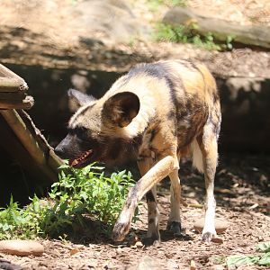 African Forest Loop - African Painted Dog