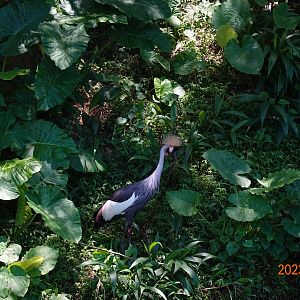 Grey-crowned Crane (Balearica regulorum)