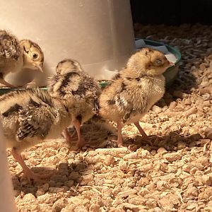 Ring-necked Pheasants