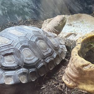 Asian Forest Tortoise