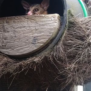 Brush-tailed Possum 6/6/23