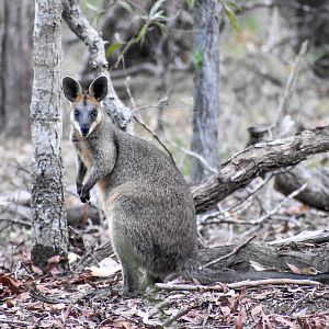 Swamp Wallaby