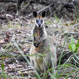 Swamp Wallaby