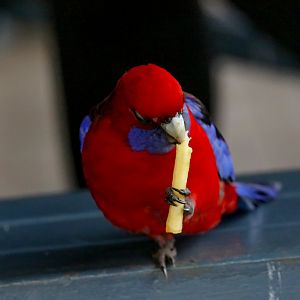 Crimson Rosella having lunch