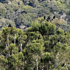 Tree full of Pied Currawongs (a dozen)