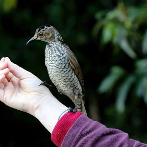 Pair of Regent Bowerbirds