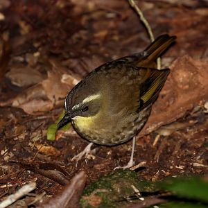 Yellow-throated Scrubwren