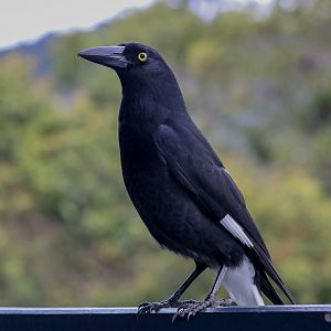 Pied Currawong