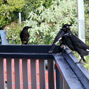 Pied Currawongs for lunch